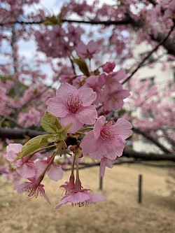 河津桜