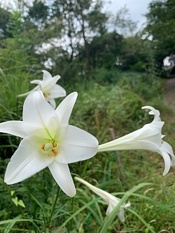 鉄砲百合